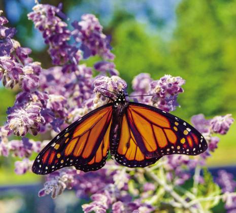 Celebrate Monarch Butterfly Day at Chickasaw Cultural Center