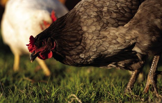Highly pathogenic avian influenza most often spreads when commercial or domestic poultry contract the virus from migratory birds in the wild. (Photo by Mitchell Alcala, OSU Agriculture)