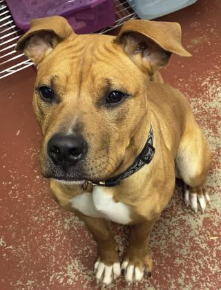 Ready to Adopt
