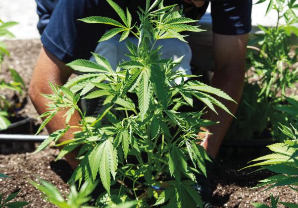 Oklahoma voters will decide on March 7, 2023, if the state should expand marijuana sales to adults 21 and older under State Question 820. The election comes almost five years after Oklahoma voters gave approval to medical marijuana. (Whitney Bryen/Oklahoma Watch)