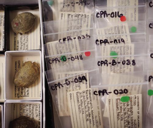 Carefully labelled specimens of Platycystites and Oklahomacystis, carefully documented as part of research into how ancient sea life competed for resources