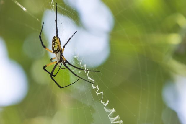Most of Oklahoma’s native spiders, like this orb-weaver, aren’t as dangerous as a brown recluse or black widow.  (Photo by Todd Johnson, OSU Agricultural Communications Services.)