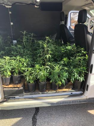 The Maysville Police Department confiscated 187 illegal marijuana plants during a routine traffic stop Friday afternoon.