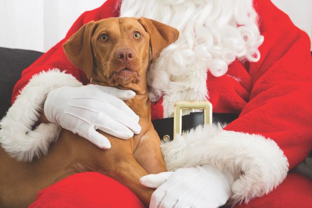 Lindsay Animal Welfare offering pet pictures with Santa Saturday.