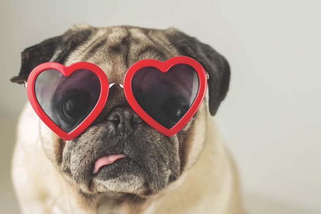 Valentine's Day raffle to benefit Lindsay Animal Welfare.
