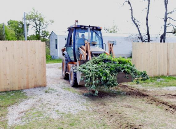 Marijuana plants being removed from an illegal farm in Garvin County in May 2021
