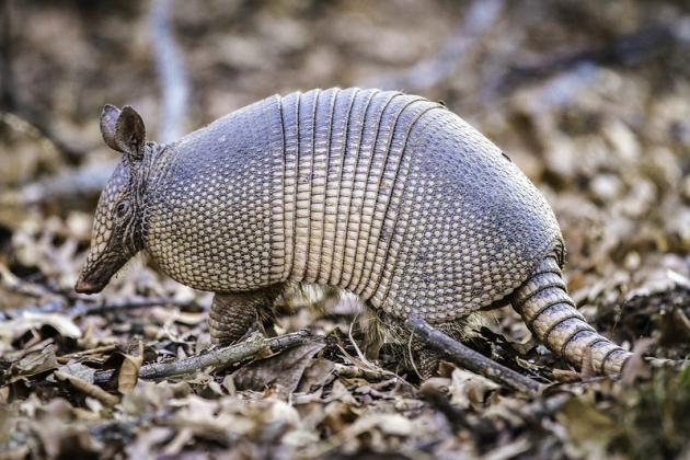 Armadillos have a keen sense of smell but poor eyesight. They dig holes in the soil, searching for earthworms and other insects to eat.