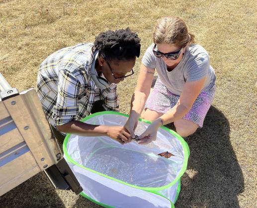 Pauline Ngongang (left) and Kimberly Elkin (right) work together to carefully place a Monarch Watch tag on the wing of a monarch butterfly at the Pauls Valley Municipal Golf Course on Saturday. The tags help scientists learn more about the fall migration patterns of monarchs. News Star photo by Suzanne Mackey