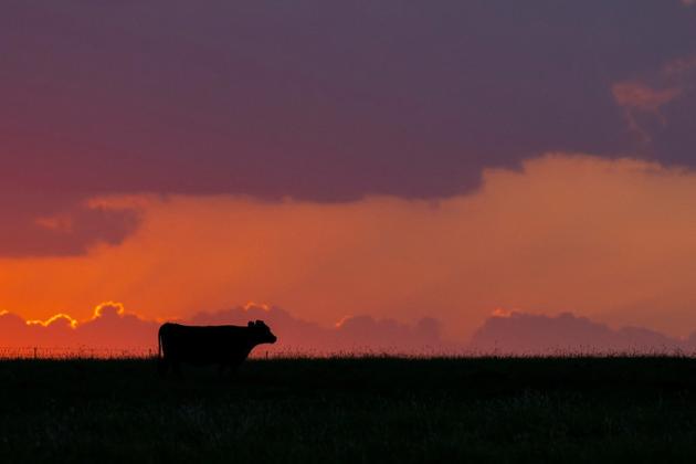 The OSU Beef Cattle Extension team will offer weekly webinars throughout the next month to educate producers on parasite management in their herds. (Photo by Todd Johnson, OSU Agriculture)