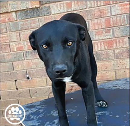 Foster Dog of the Week