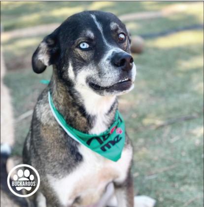 Foster Dog of the Week