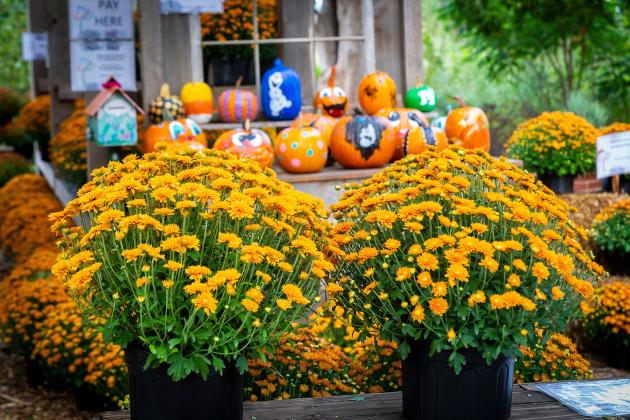 Mums are a colorful addition to the fall landscape. (Photo by Todd Johnson, OSU Agriculture)