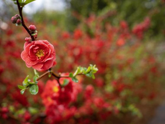 The Plant-It OK app will offer a user-friendly database for ornamental plants like this flowering quince. (Photo by Todd Johnson, OSU Agriculture) 