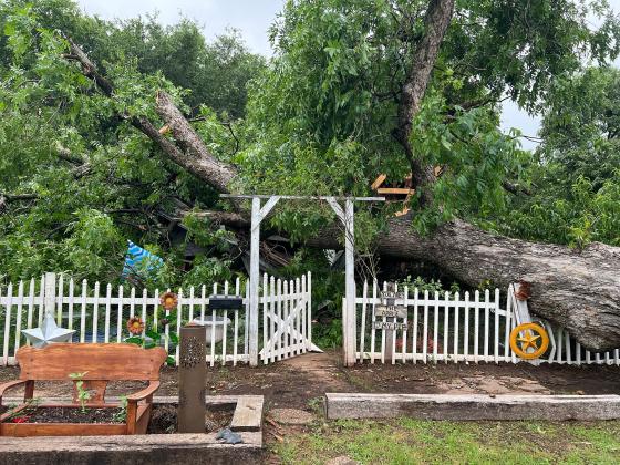 A large pecan tree rests on top of a home on South Pecan Street in Pauls Valley after it was uprooted by storms that moved through the area Tuesday evening. News Star photo by Suzanne Mackey