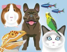 pets