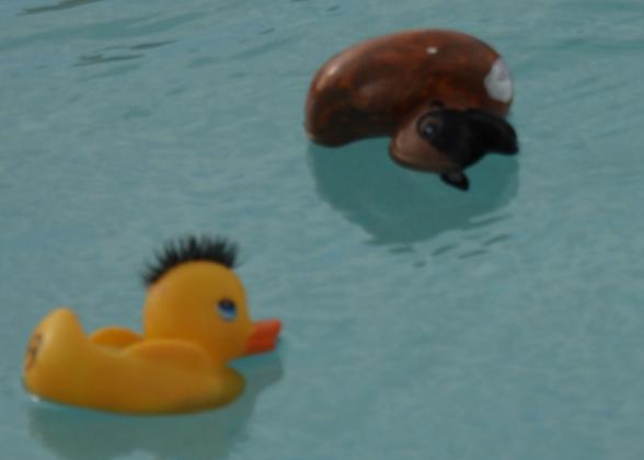 10th Annual Pauls Valley Duck Derby. News Star Photo by Chris Mackey