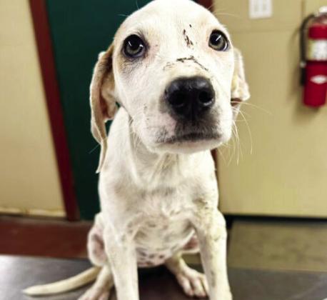 PAWS Pet of the Week