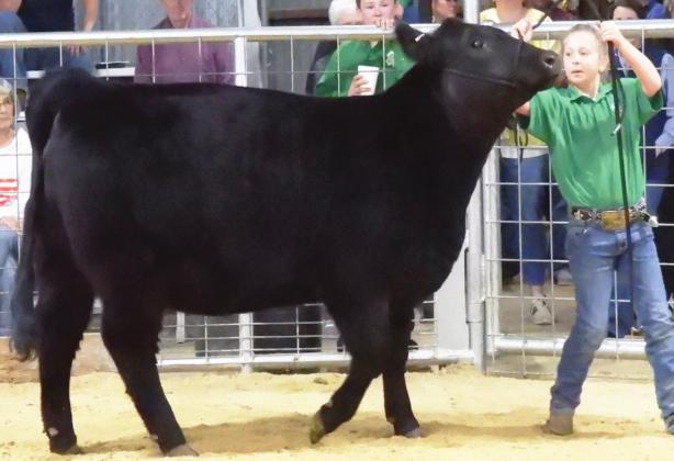 Elise Beach of Maysville showing her heifer at the Garvin County Junior Livestock Show Monday.