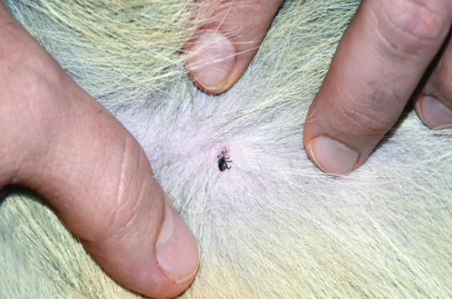  Ticks and fleas are a year-round problem for pets