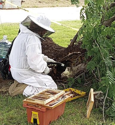 Beekeepers with the Washita Valley Beekeepers group removed a non-aggressive bee colony from a tree trunk in the Maysville area last weekend. While there, local law enforcement notified them of a second, more aggressive colony a few blocks away that had to be eradicated. The Garvin County OSU Extension Office said specimen from the second colony have been sent for testing to try and determine what type of bees it contained. Both colonies were within a few miles of Carl Amos’ home. Courtesy photo