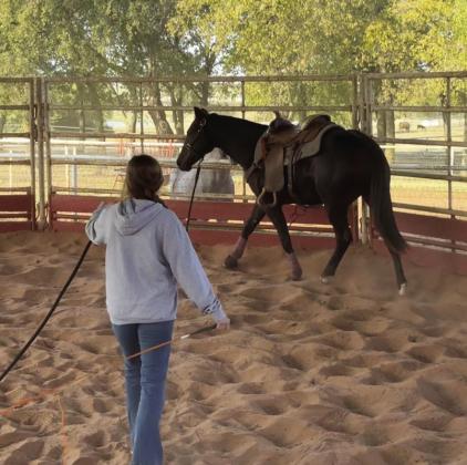 Equine Production student Aubreigh Chapman prepares Double The Chics for the December Internet Auction, scheduled for Dec. 2-5. Courtesy photo