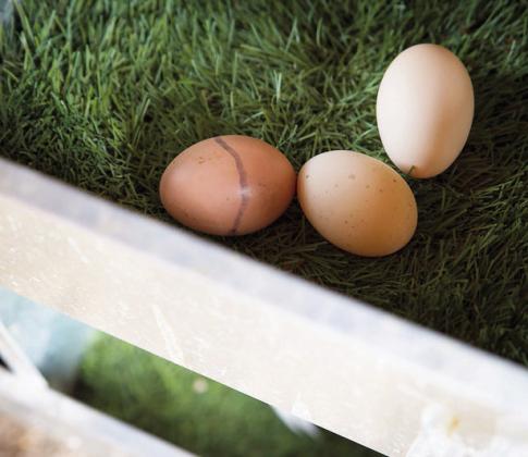 Higher egg prices are the new normal in 2023