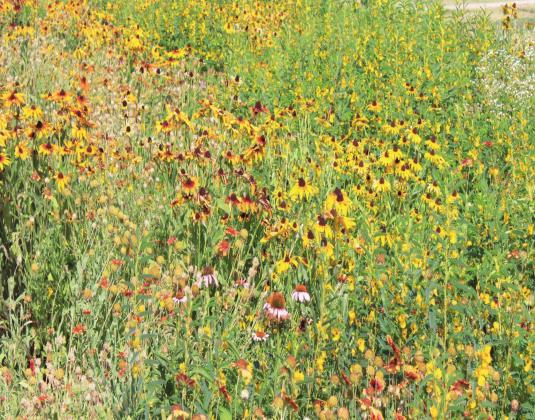 Wildflower gardens are growing in popularity across Oklahoma, and the fall season is a great time to establish one to adorn the landscape with bright, colorful flowers next spring. Courtesy photo