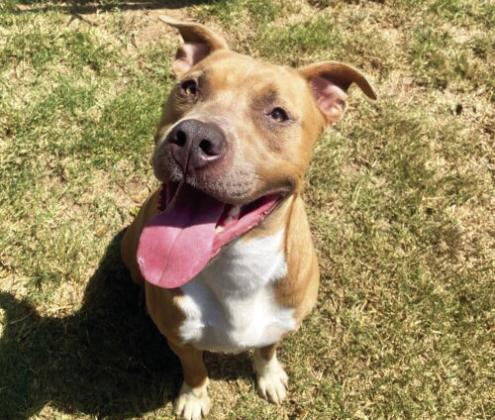 PAWS Pet of the Week