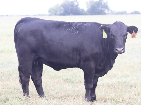 The increased humidity in Oklahoma means fly and tick numbers are up this year. Cattle producers should take precautions to prevent illness and disease in their livestock. (Photo by OSU Agriculture)
