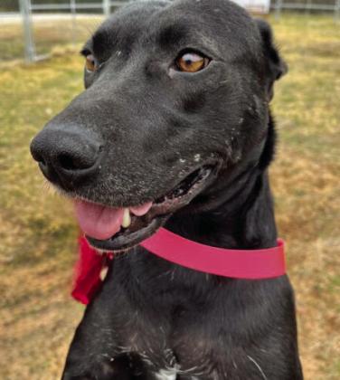 PAWS Pet of the Week