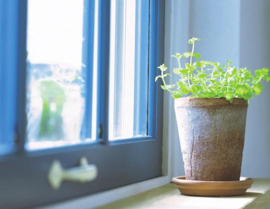 The many benefits of houseplants