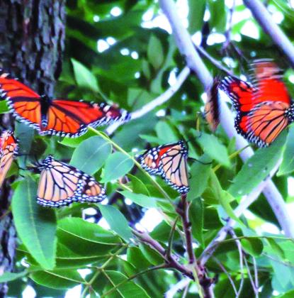 Monarchs flutter as they arrive to roost in a large pecan tree in Oklahoma City. Photo courtesy of Sonia Kirk