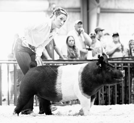 Stratford FFA President exhibiting her pig at the Tulsa State Fair. Halle Pullen was named the Champion Overall Pig Showman. Photo courtesy of Justin Wright