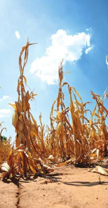 Test nitrate levels before feeding failed crops