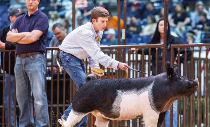 Cash Cothren shows Stratford’s first ever division champion gilt at the Oklahoma Youth Expo. Photo courtesy of Justin Wright.