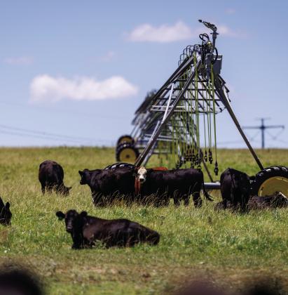 Based on their research studies, Oklahoma State University and Texas A&amp;M cattle experts recommend stocking a base cowherd at a conservative rate, which gives producers better options for managing drought conditions. Photo by Mitchell Alcala, OSU Agriculture