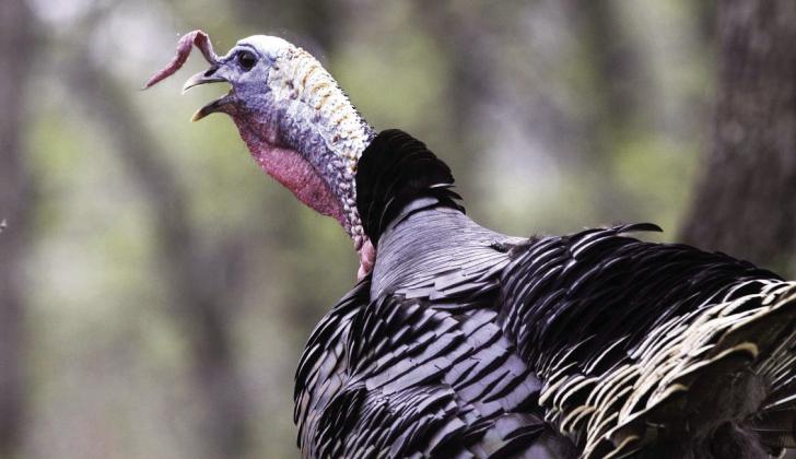 Flora and Fauna: Turkey hunting season shows population holding steady Research continues as spring 2023 hatches are underway