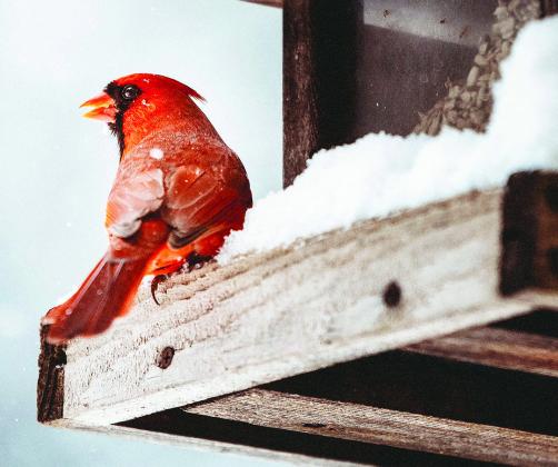 Birds bring enjoyment to winter landscape