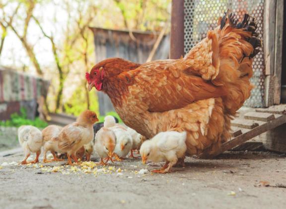 Highly Pathogenic Avian Influenza Confirmed in Oklahoma Wild Birds