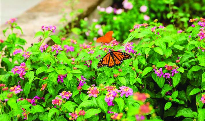 The Chickasaw Nation works with nonprofits to enhance monarch butterfly population during their annual migration.