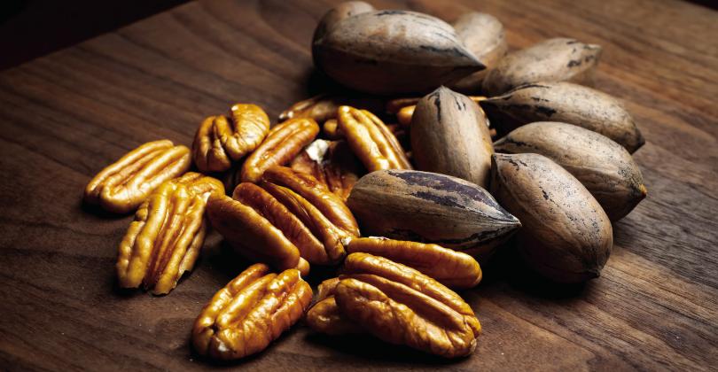 Native pecans account for 80% to 90% of Oklahoma’s total pecan production. Photo by Todd Johnson, OSU Agricultural Communications Services