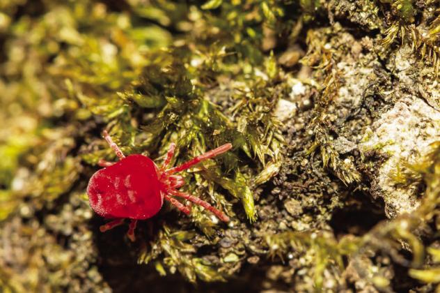 The truth about chiggers