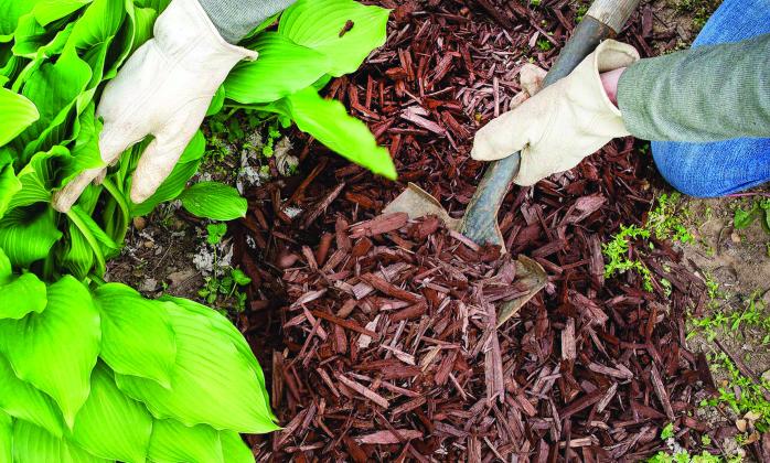 Mulch serves multiple purposes in the landscape. Photo by Mitchell Alcala, OSU Agriculture