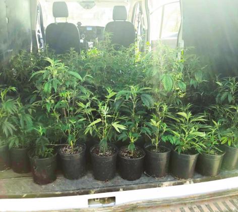 Maysville traffic stop nets 187 illegal plants