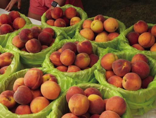 Stratford to celebrate 50th annual Peach Festival July 18