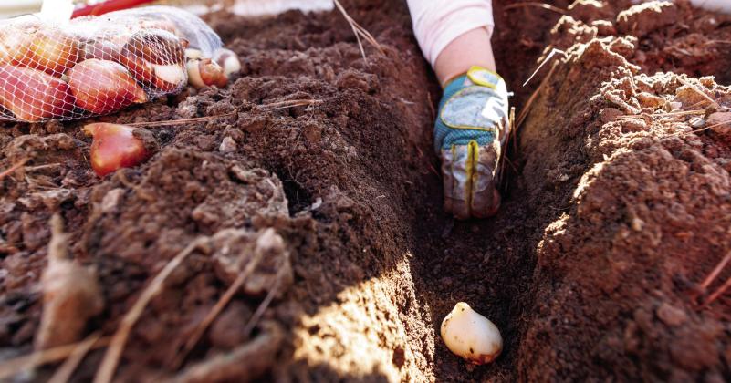 Using gardening tools, and trenches, spring flowering bulbs are planted 6 inches into the the flower bed in late summer, early fall, at Oklahoma State University in Stillwater on Friday, Sept. 19, 2025. (Photo by Mitchell Alcala/OSU Agriculture)