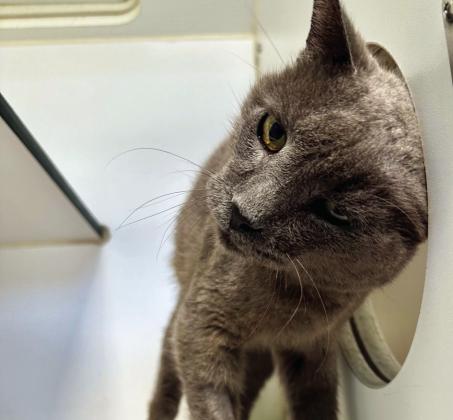PAWS Pet of the Week