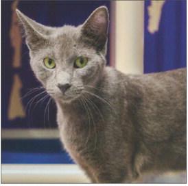 PAWS Pet of the Week