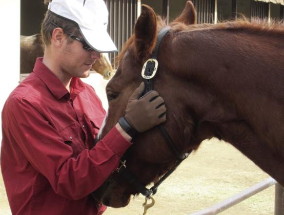 Dr. Duke Cole has learned many life lessons through working with horses. Courtesy photo