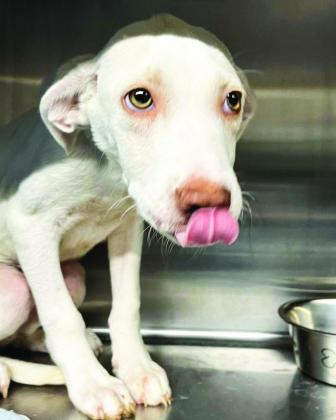 Mort is one of the animals currently in residence at the Pauls Valley Animal Shelter, 300 E. Airport Industrial Rd. He is available for foster or adoption. For more information contact the shelter at 405-2381303 or visit protectadoptlove.com.
